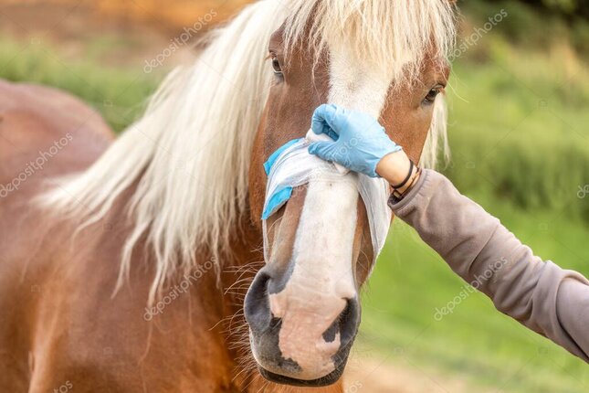 Trousse de secours équestre indispensable