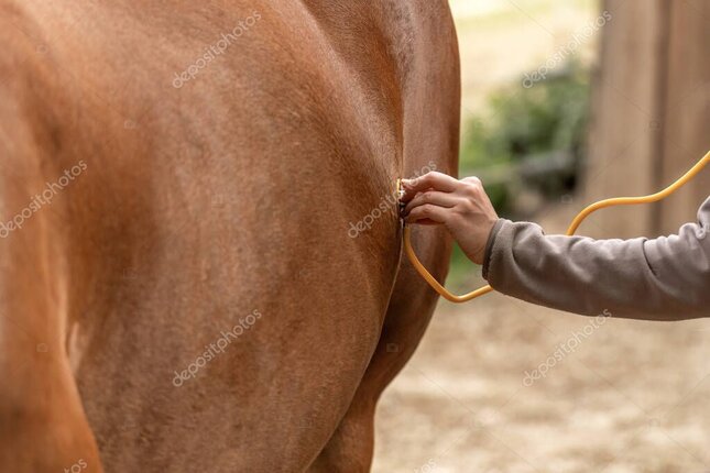 Conseils pour prévenir les coliques chez le cheval
