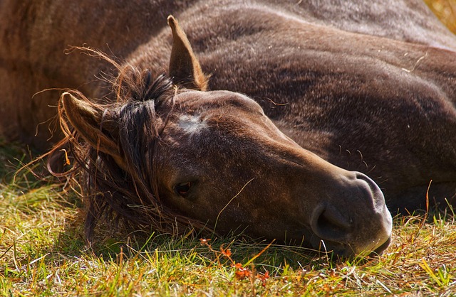 Garantie mortalité et vol pour cheval