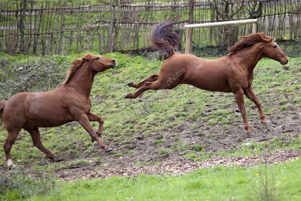 Sinistre concernant le cheval