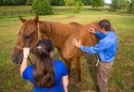 Garantie frais vétérinaires pour chevaux
